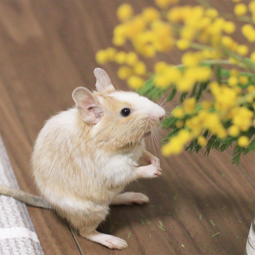 f:id:hamster_nappa:20200202142223j:image