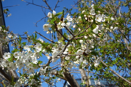 f:id:hamtaro:20190505160632j:image