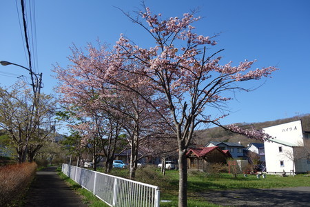 f:id:hamtaro:20190505160747j:image