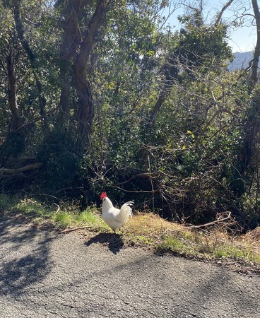 f:id:hamtaro:20210220124840j:image