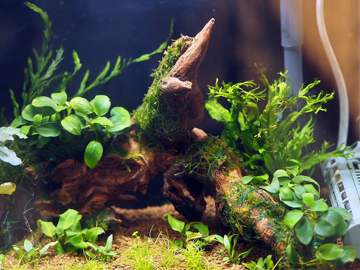 ヘアーグラスとは 動植物の人気 最新記事を集めました はてな