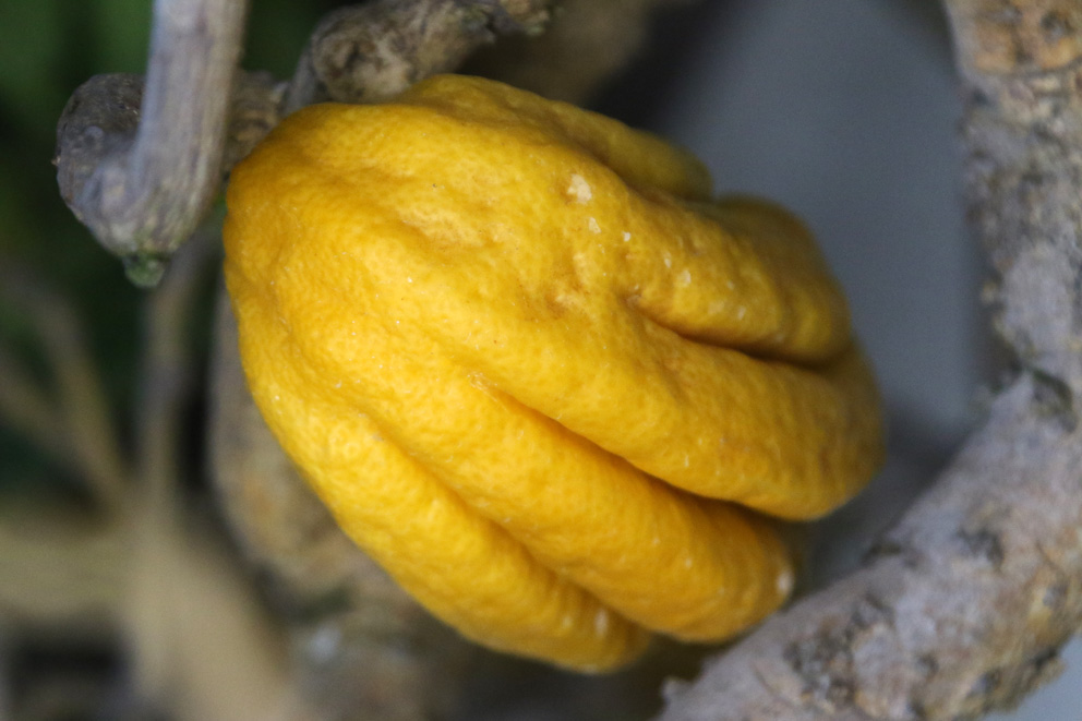 f:id:hamurast:20191130163129j:plain