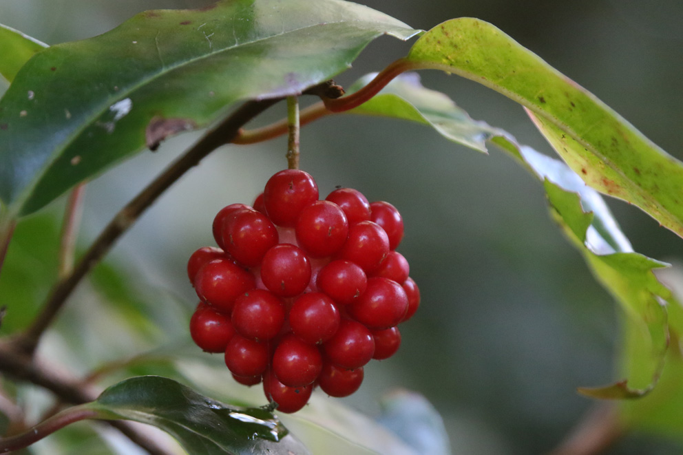 f:id:hamurast:20191203161243j:plain