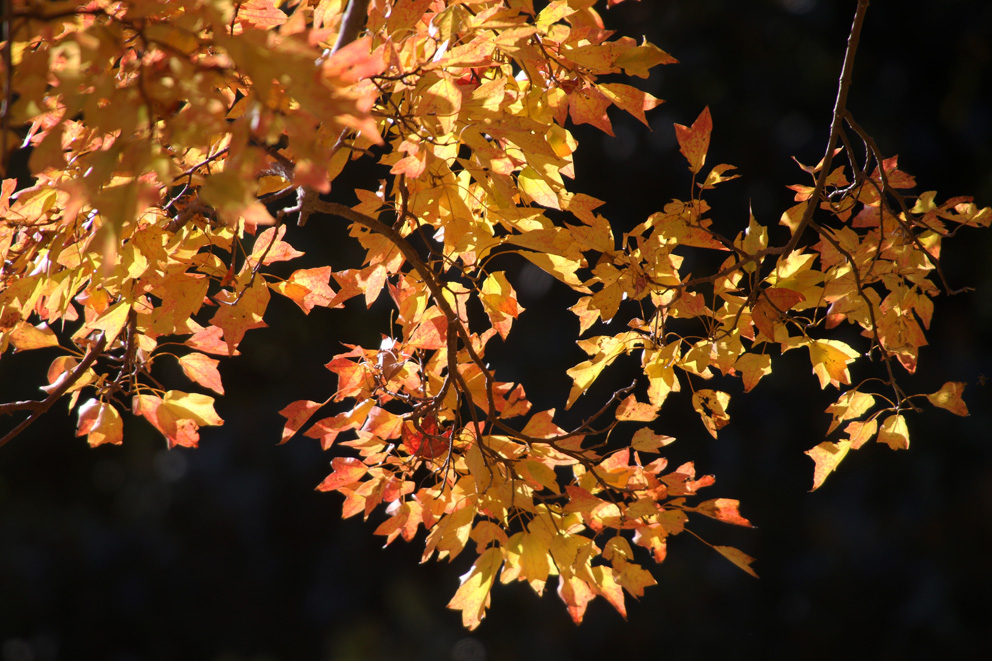 f:id:hamurast:20191204160247j:plain