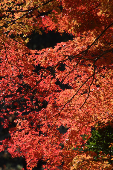 f:id:hamurast:20191205160427j:plain