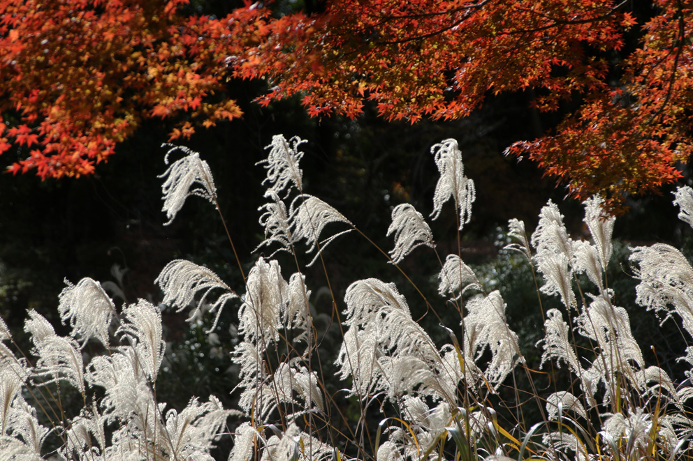 f:id:hamurast:20191206163756j:plain