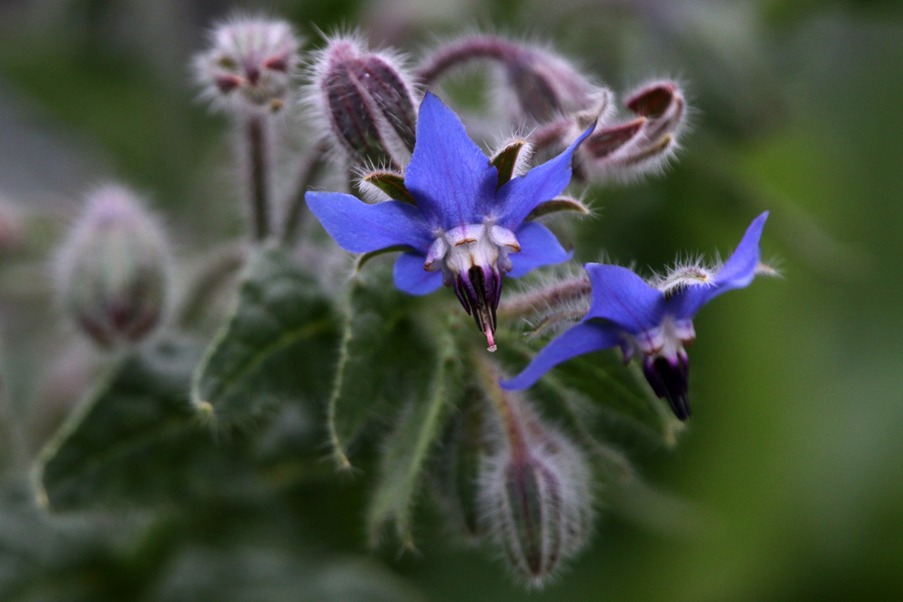 f:id:hamurast:20191207154539j:plain