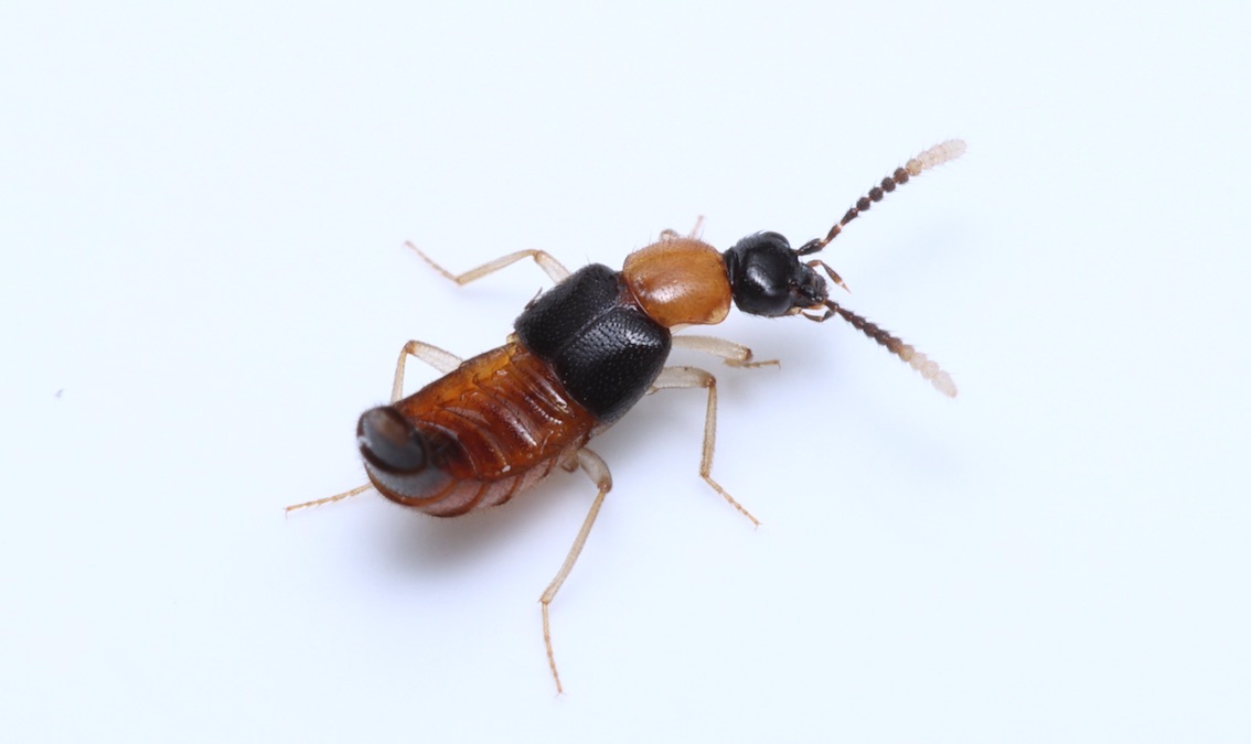 イサザとは 動植物の人気 最新記事を集めました はてな