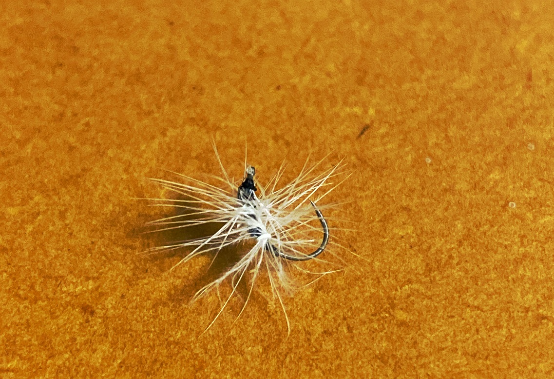 f:id:hamusuke-k:20210616081526j:plain