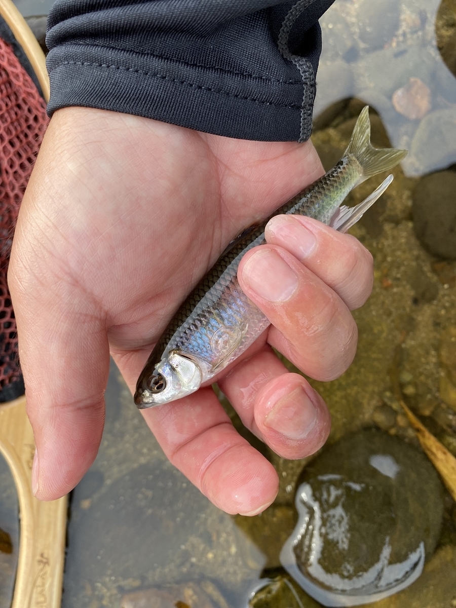 f:id:hamusuke-k:20210616081626j:plain