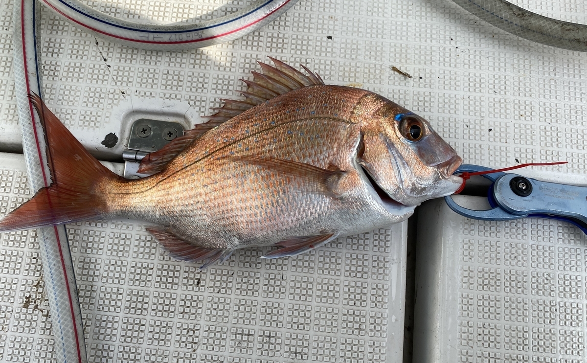 SLJについてと予約状況 | 玄海町仮屋漁港さくら丸タイラバ
