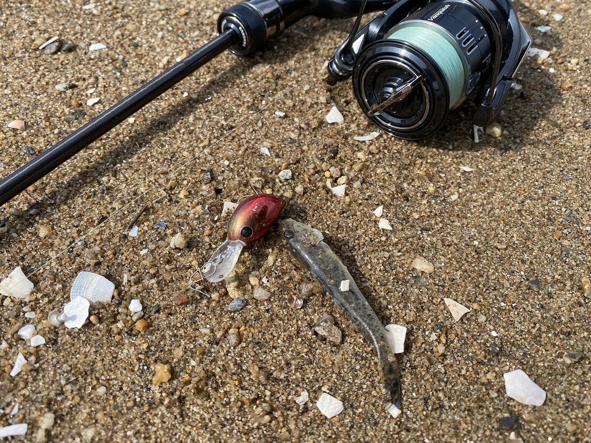 夏が来た！ハゼクラと豆アジング - FF日誌