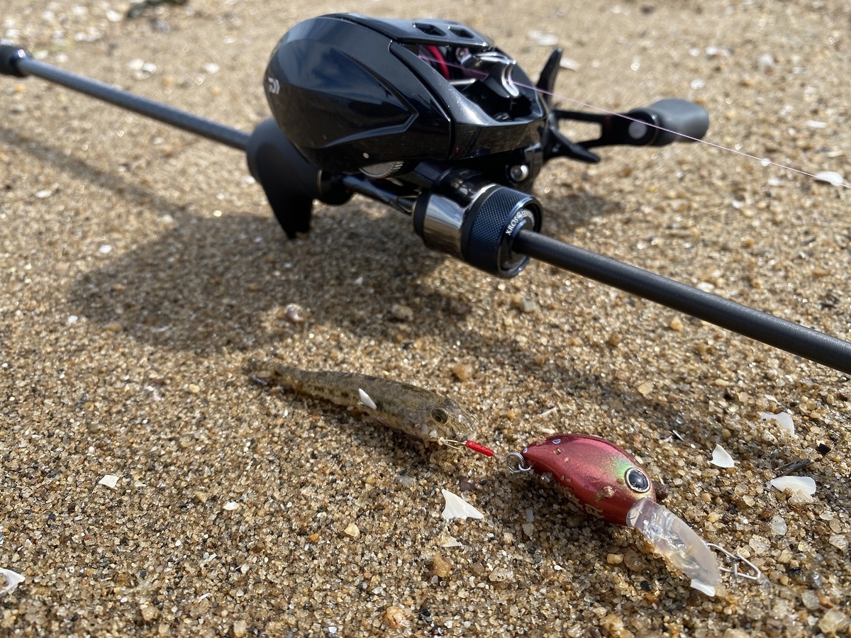 夏が来た！ハゼクラと豆アジング - FF日誌