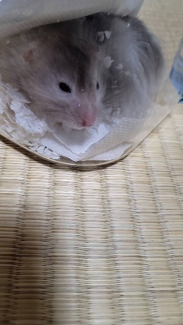 f:id:hamuya0712:20210702211408j:image