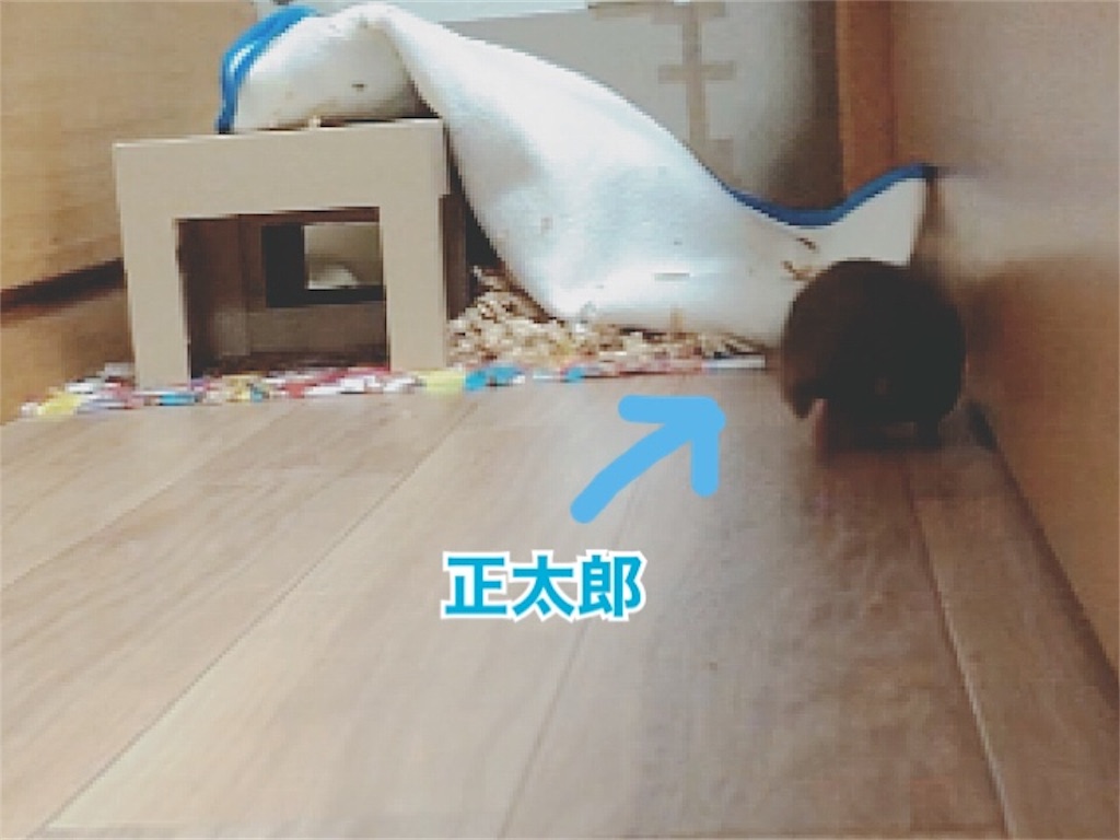 f:id:hamuyashiki:20191204042201j:image f:id:hamuyashiki:20191204042201j:image