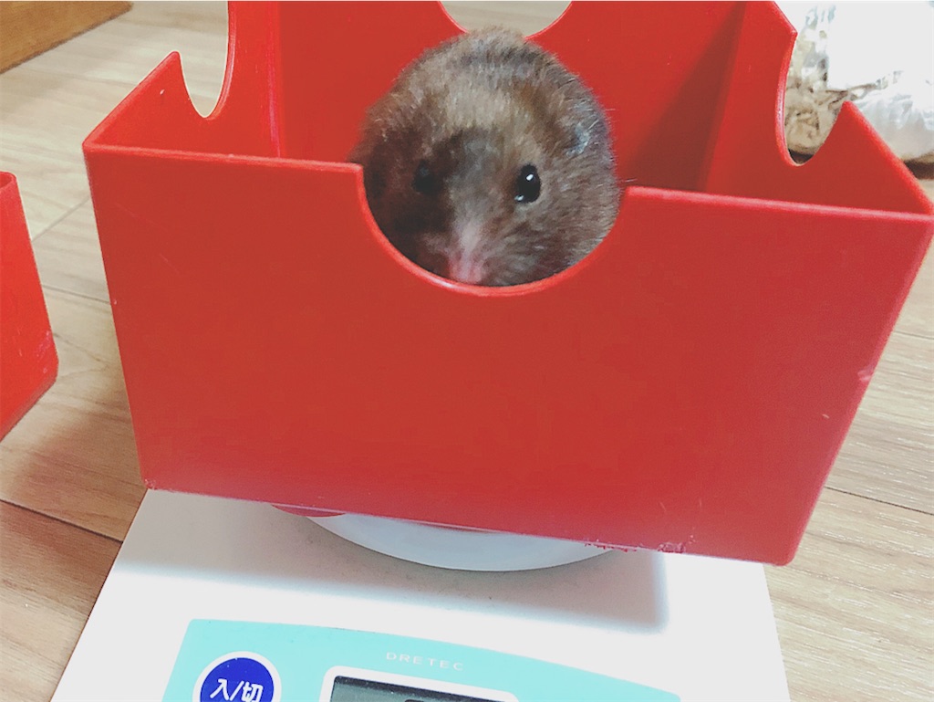 f:id:hamuyashiki:20191213004444j:image