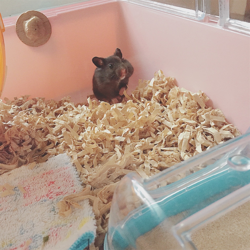 f:id:hamuyashiki:20191216221919j:image