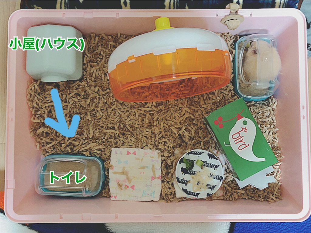 f:id:hamuyashiki:20200117075207j:image