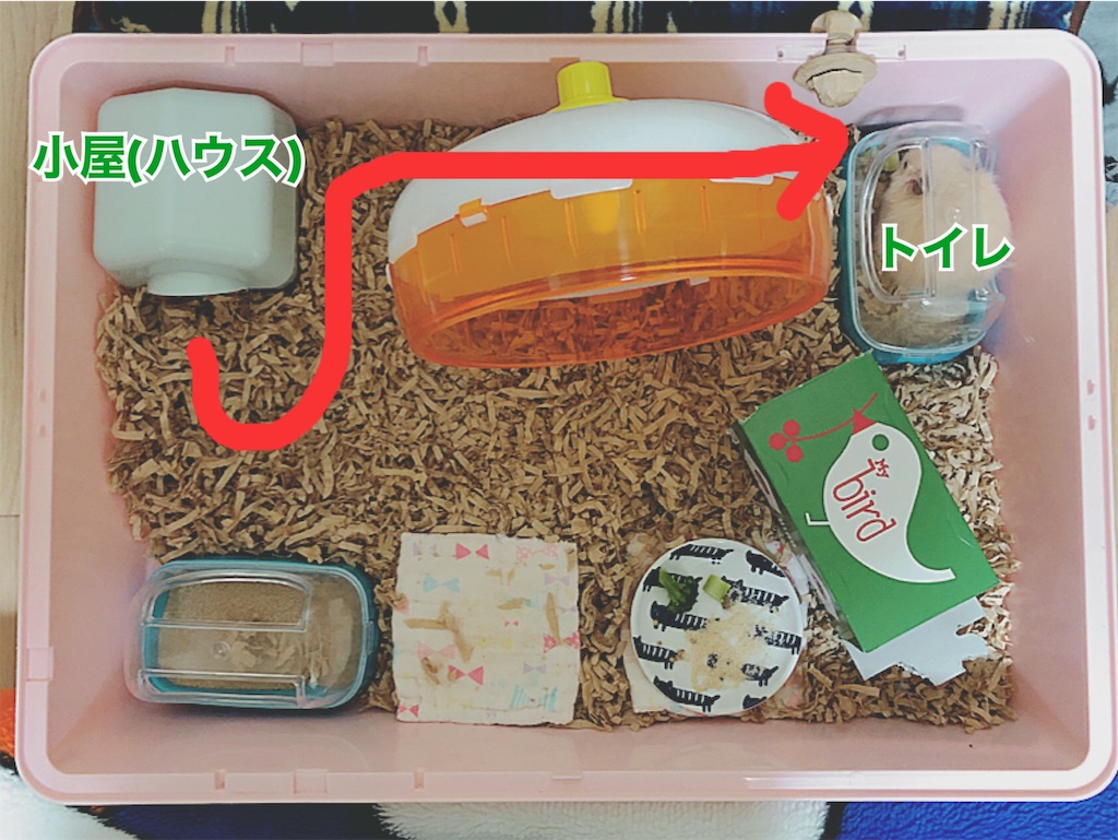 f:id:hamuyashiki:20200117075352j:image
