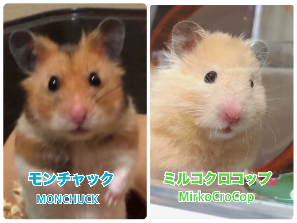 f:id:hamuyashiki:20200428095845j:image f:id:hamuyashiki:20200428095845j:image