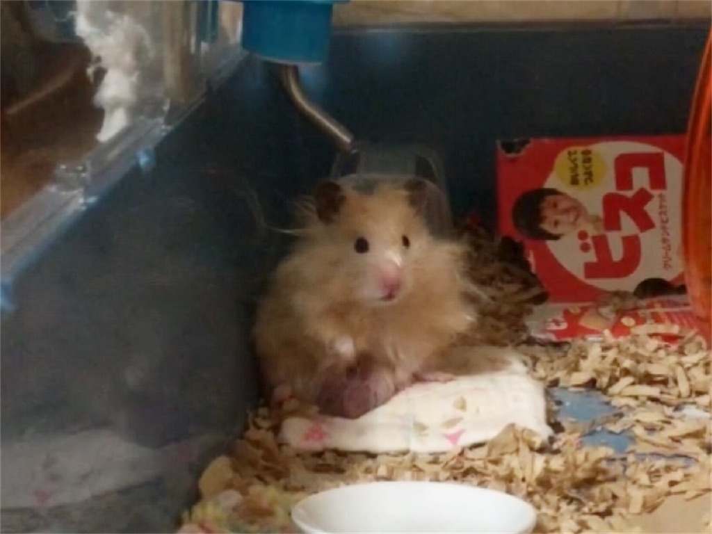 長毛ハムスター ミルコクロコップ 目覚めのルーティン Youtube 動画 出不精主婦はむやしきの日常