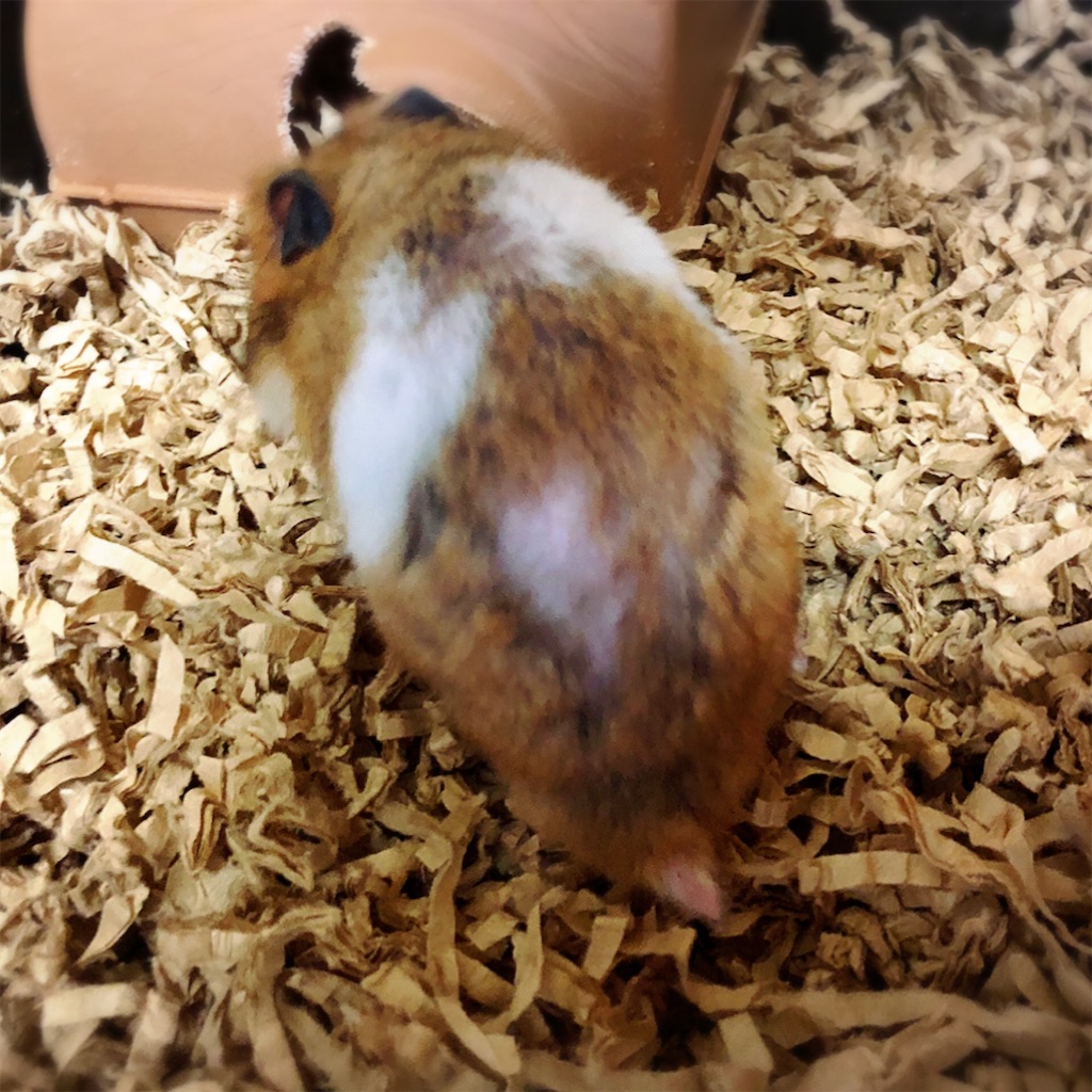ハムスターのハゲが回復した栄養剤 出不精主婦はむやしきの日常 ハムスターのハゲが回復した栄養剤 出不精主婦はむやしきの日常