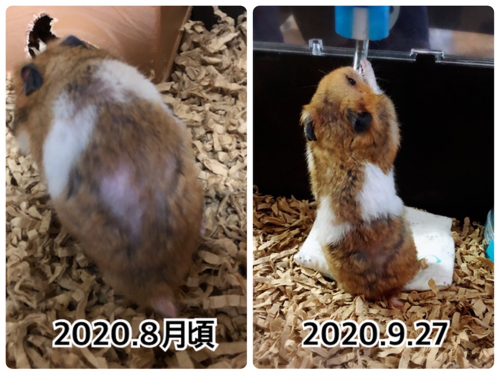 f:id:hamuyashiki:20200927132538j:image f:id:hamuyashiki:20200927132538j:image
