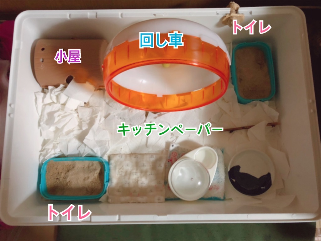 f:id:hamuyashiki:20201103202952j:image