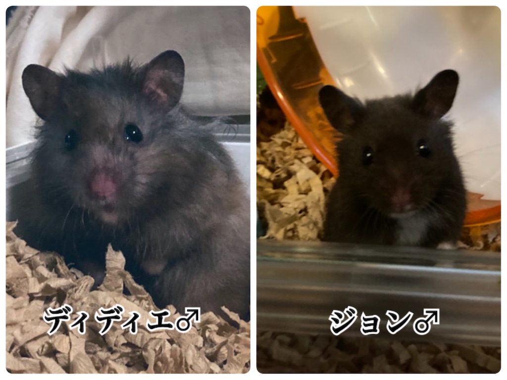 f:id:hamuyashiki:20220411024836j:image