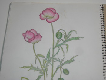 f:id:han-na:20100202003721j:image:left
