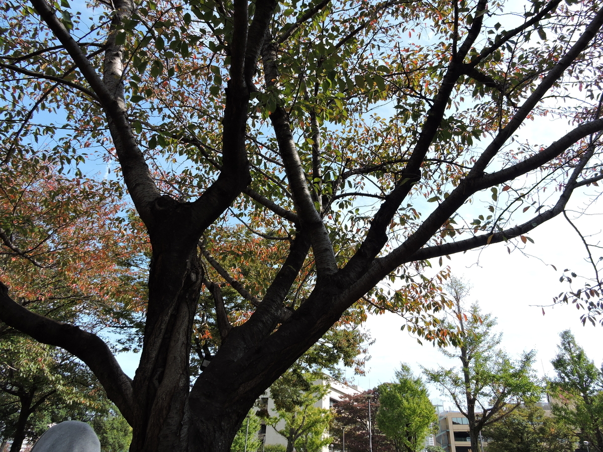 f:id:hana-ei:20201103103917j:plain f:id:hana-ei:20201103103917j:plain