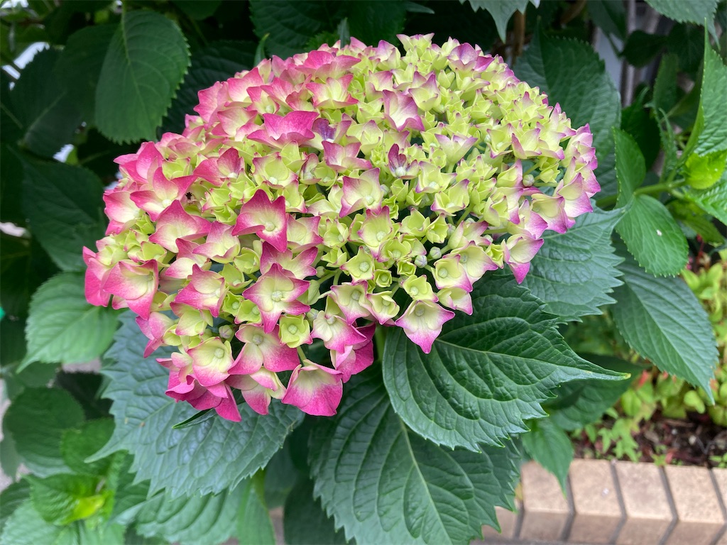 f:id:hana-lifelog:20240606154323j:image