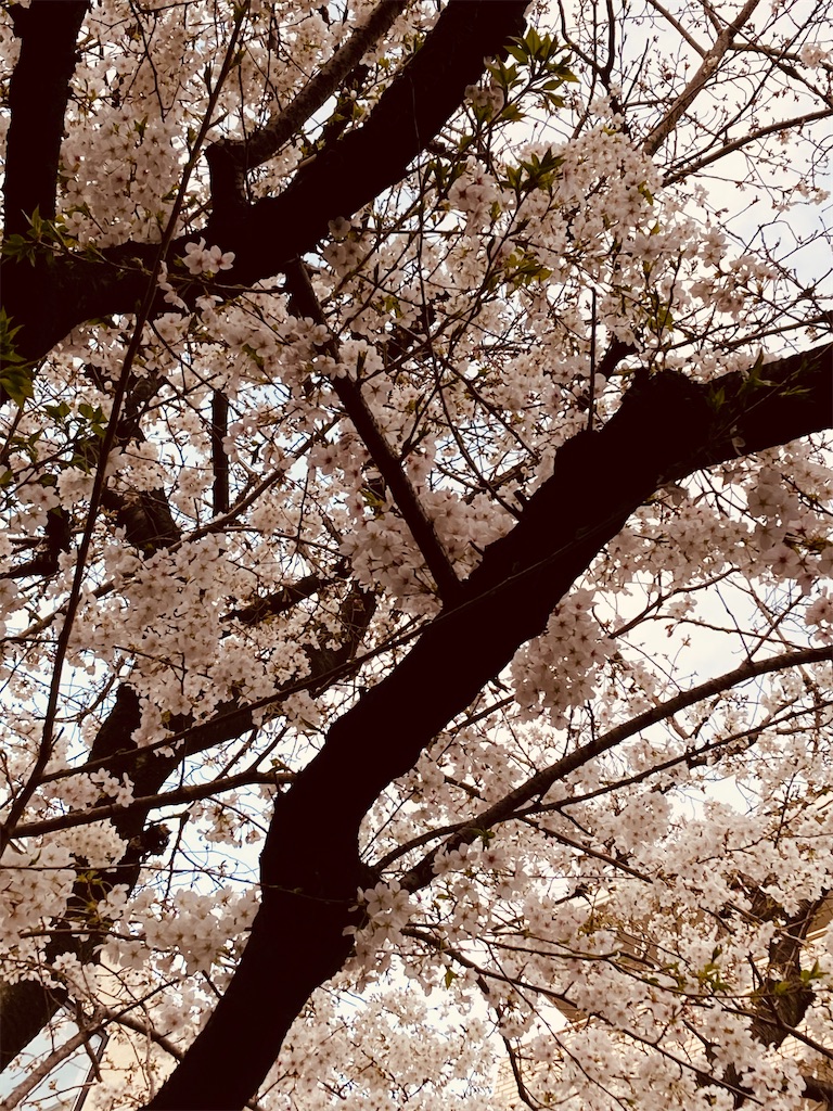 f:id:hana-lifelog:20250331012355j:image