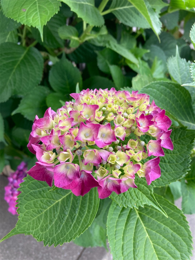 f:id:hana-lifelog:20250611004629j:image