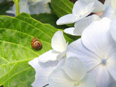 f:id:hana-mode:20200430082638j:image f:id:hana-mode:20200430082638j:image