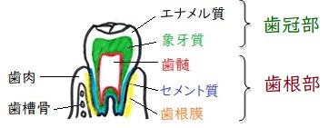 f:id:hana-mode:20200529140935j:image