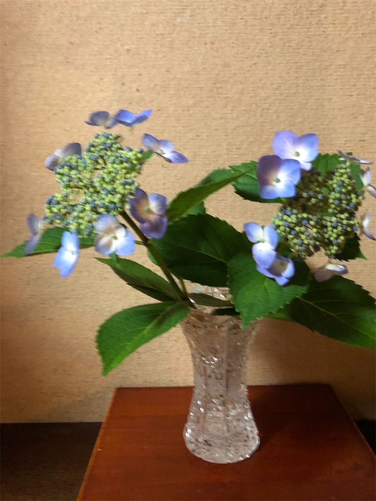 f:id:hana-pippy:20240530210921j:image