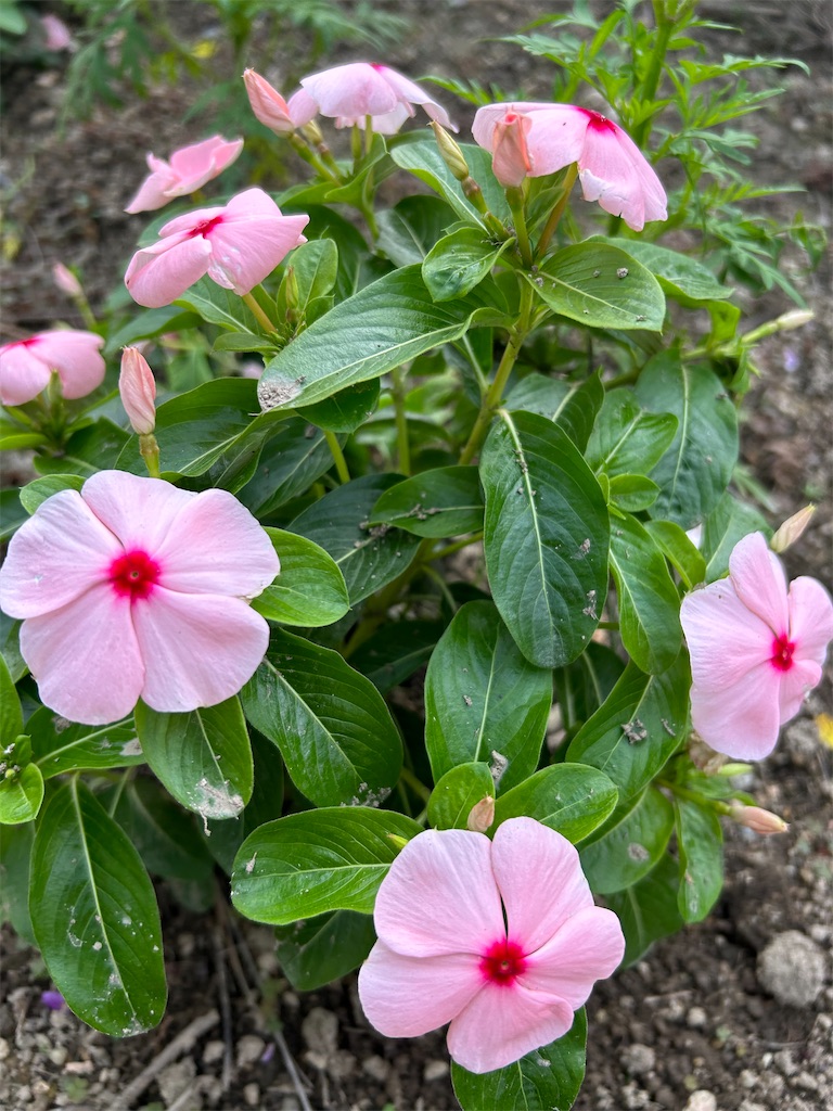 f:id:hana-pippy:20241028190411j:image f:id:hana-pippy:20241028190411j:image