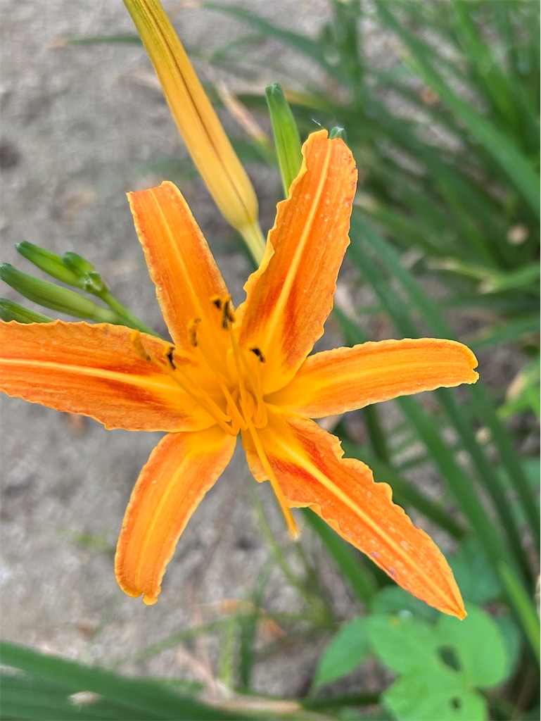 f:id:hana-pippy:20250904162445j:image f:id:hana-pippy:20250904162445j:image