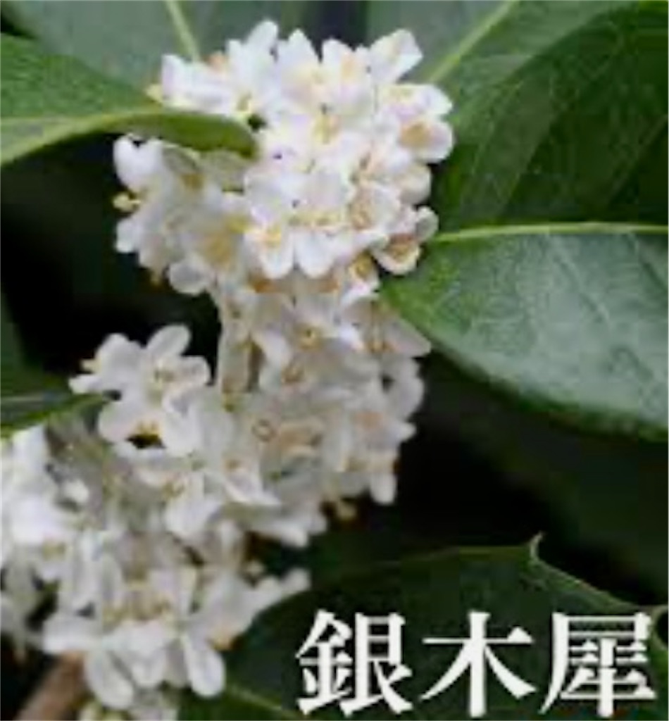 f:id:hana-pippy:20251108200754j:image