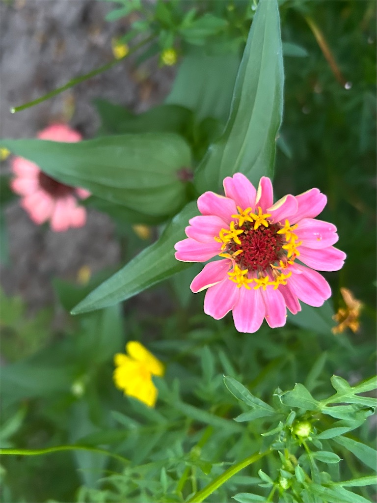 f:id:hana-pippy:20260820200954j:image f:id:hana-pippy:20260820200954j:image