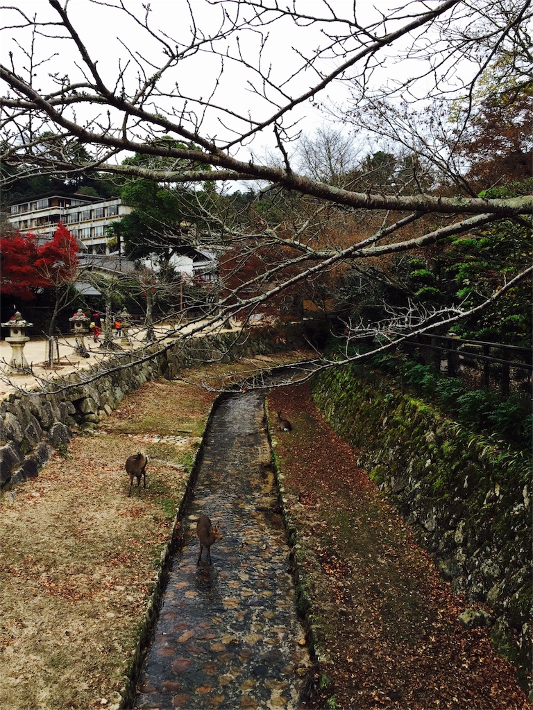 f:id:hana-shugyo:20161127004830j:image f:id:hana-shugyo:20161127004830j:image