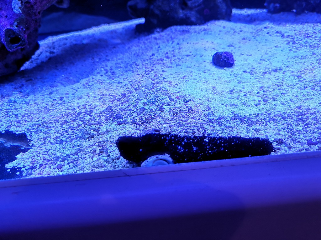 ラボさんでミドリイシ購入 はなちゃんの小さな海 ラボさんでミドリイシ購入 はなちゃんの小さな海