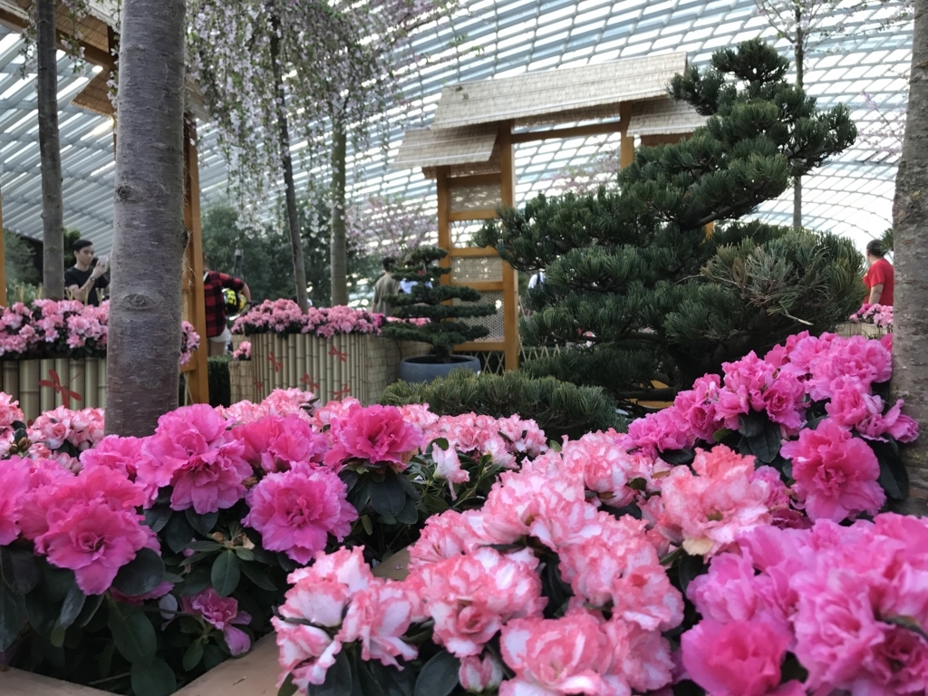 f:id:hana-trip:20180627101655j:plain