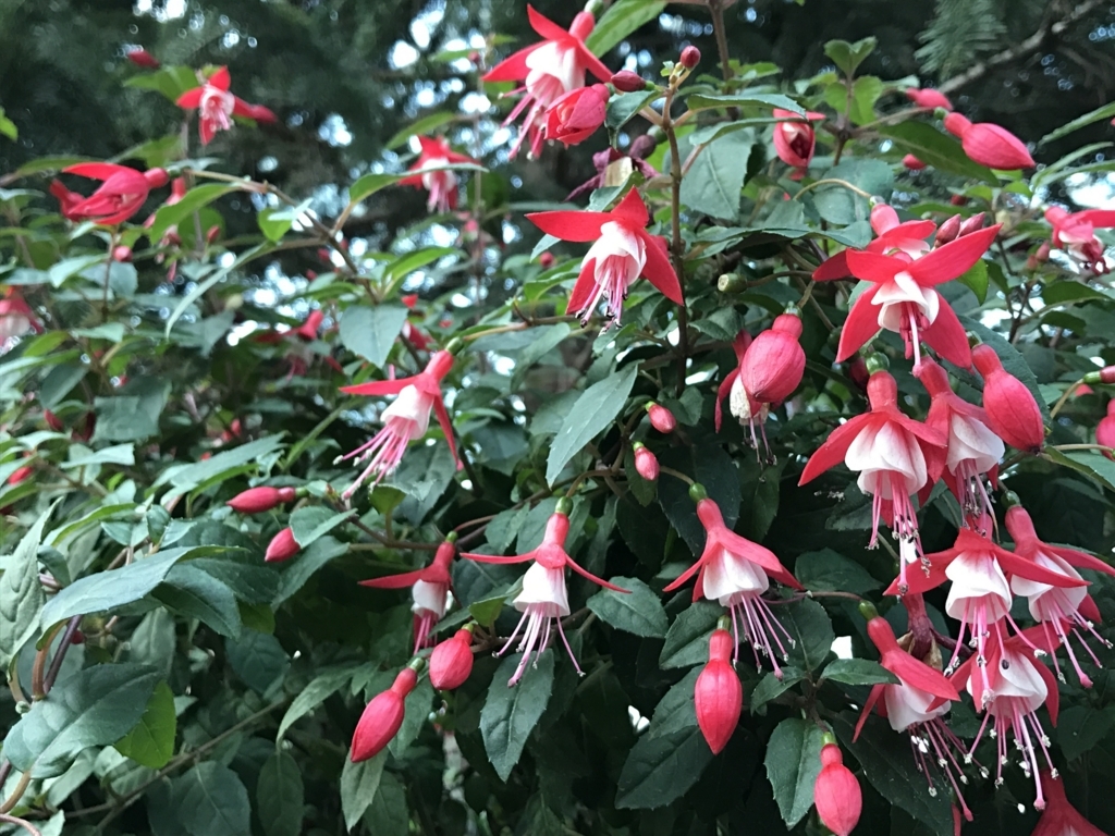 f:id:hana-trip:20180627101728j:plain
