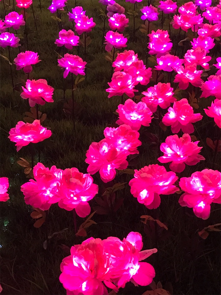 f:id:hana-trip:20200111121422j:image