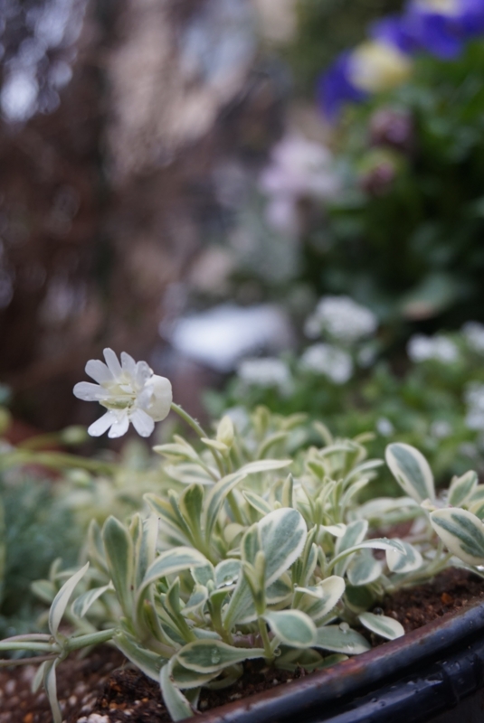f:id:hana-zakka:20140325160517j:image:w360 f:id:hana-zakka:20140325160517j:image:w360