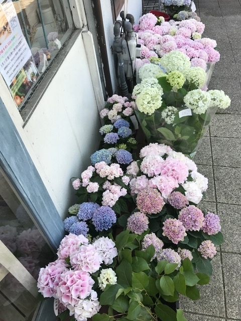 f:id:hana-zakka:20180511120750j:image:w360 f:id:hana-zakka:20180511120750j:image:w360