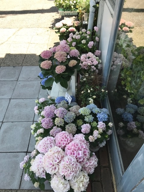 f:id:hana-zakka:20180511120753j:image:w360 f:id:hana-zakka:20180511120753j:image:w360