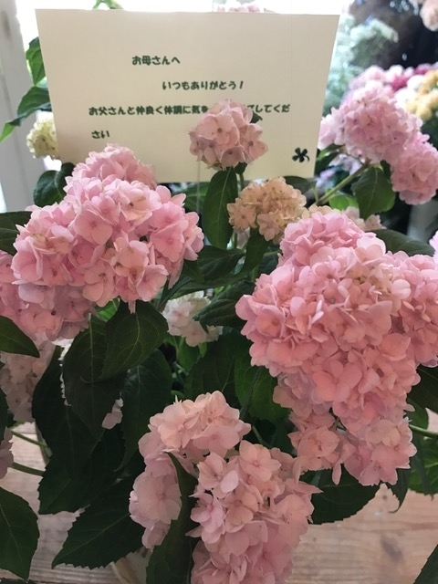 f:id:hana-zakka:20180511132852j:image:w360 f:id:hana-zakka:20180511132852j:image:w360